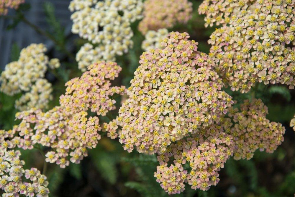 Achillea millefolium Hoffnug