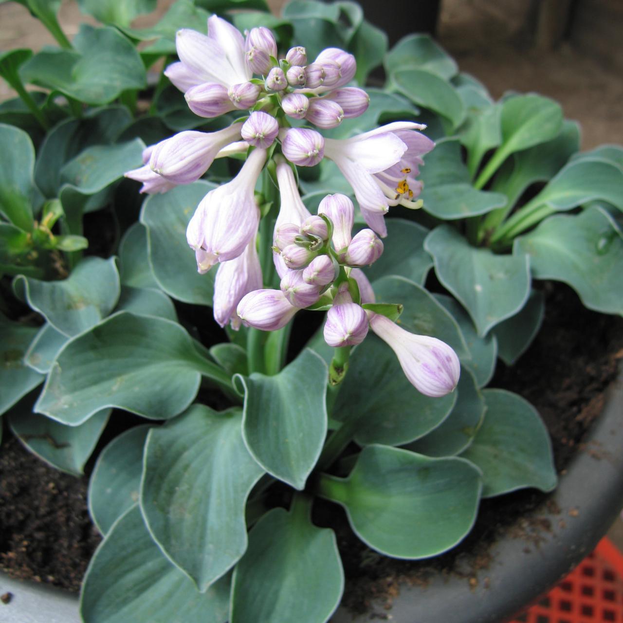 Hosta Blue Mouse Ears