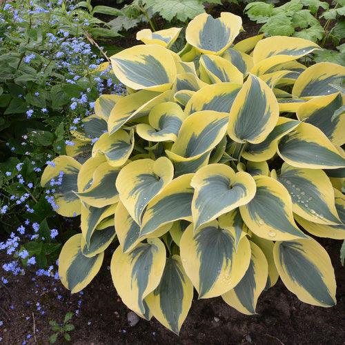 Hosta Shadowland Autumn Frost