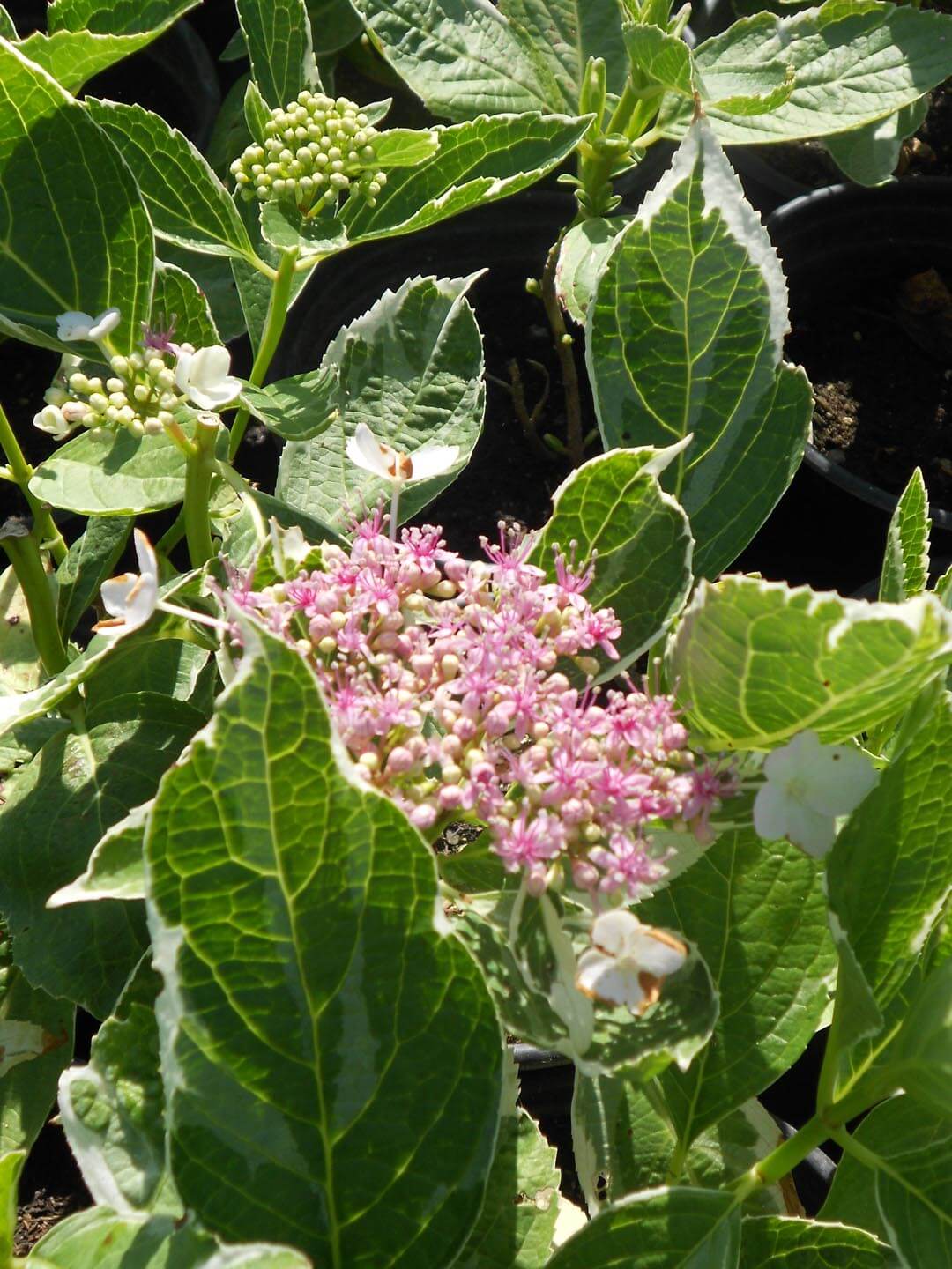 Hortensia Tricolor" 0.50 - 0.70 m  Hydrangea macr. "Tricolor"