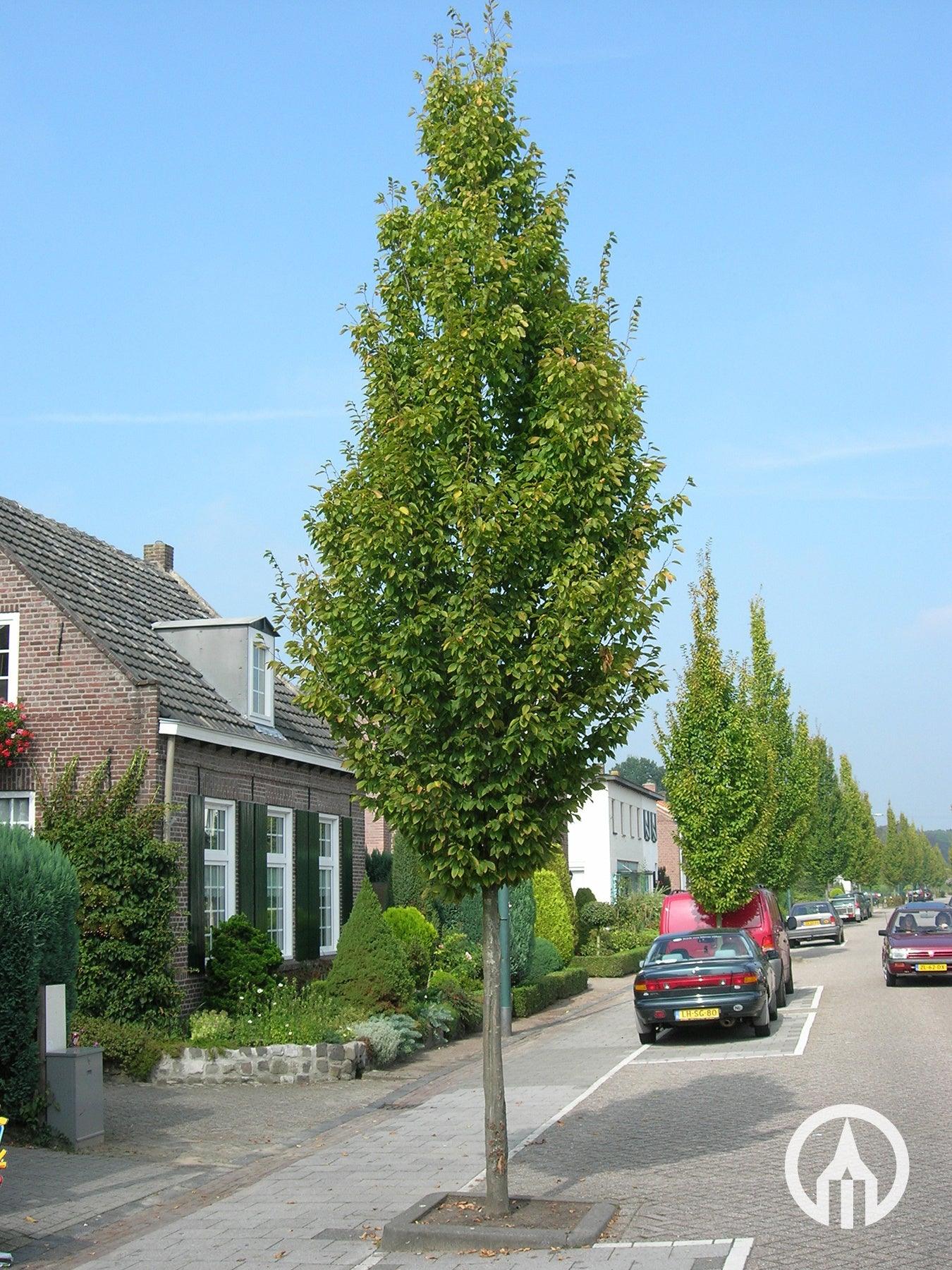 Carpen columnar arbore 3.00 - 4.00 m  Carpinus betulus Fastigiata"