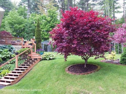 Artar japonez Bloodgood" 1.00 - 1.30 m  Acer palmatum "Bloodgood"