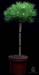 Pin rosu japonez Low Glow" 0.80 - 1.00 m  Pinus densiflora "Low Glow"