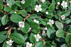 Barcoace 0.60 - 0.80 m  Cotoneaster salicifolius Repens"