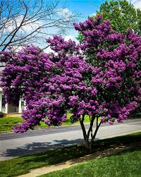 Liliac Indian Black Diamond Lavander Lace" arbore 1.50 - 1.80 m  Lagerstroemia Indica "Black Diamond Best Red"