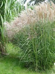 Iarba elefantului Kleine Fontane" 1.00 - 1.50 m  Miscanthus sinensis "Kleine Fontane"