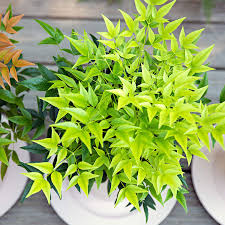 Bambus sfant  Magical " 0.40 - 0.60 m  Nandina domestica "Magical"