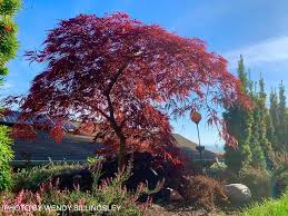 Artar japonez curgator „Crimson Queen 0.80 - 1.20 m  Acer palmatum dissectum „Crimson Queen”