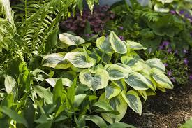 Hosta Shadowland Autumn Frost