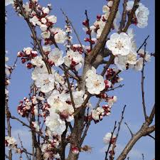 Cais Peche de Nancy" 1.80 - 2.30 m  Prunus armeniaca "Peche de Nancy"