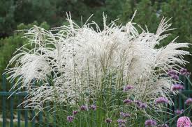 Iarba elefantului Kleine Fontane" 1.00 - 1.50 m  Miscanthus sinensis "Kleine Fontane"