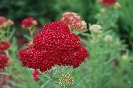 Achillea millefolium Tutti Frutti Pomegranate