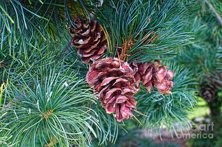 Pin alb japonez Negishi 1.00 - 1.20 m  Pinus parvifolia "Negishi"