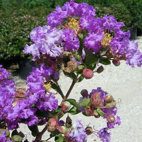 Liliac Indian Violacea Grassi"  1.30 - 1.50 m  Lagerstroemia Indica "Violacea Grassi"