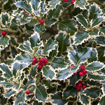 Holy laurel "Argenteomarginata" bush 0.60 -0.80 m Ilex aquifolium Argenteomarginata"