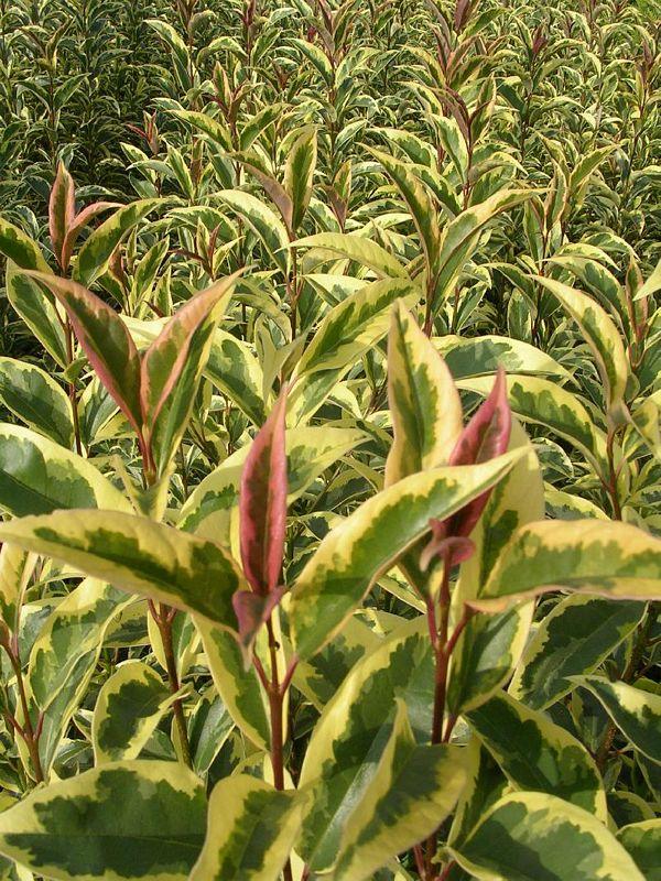 Lemn cainesc Excelsum Superbum" arbore 2.50 - 3.00 m  Ligustrum japonicum "Excelsum Superbum"