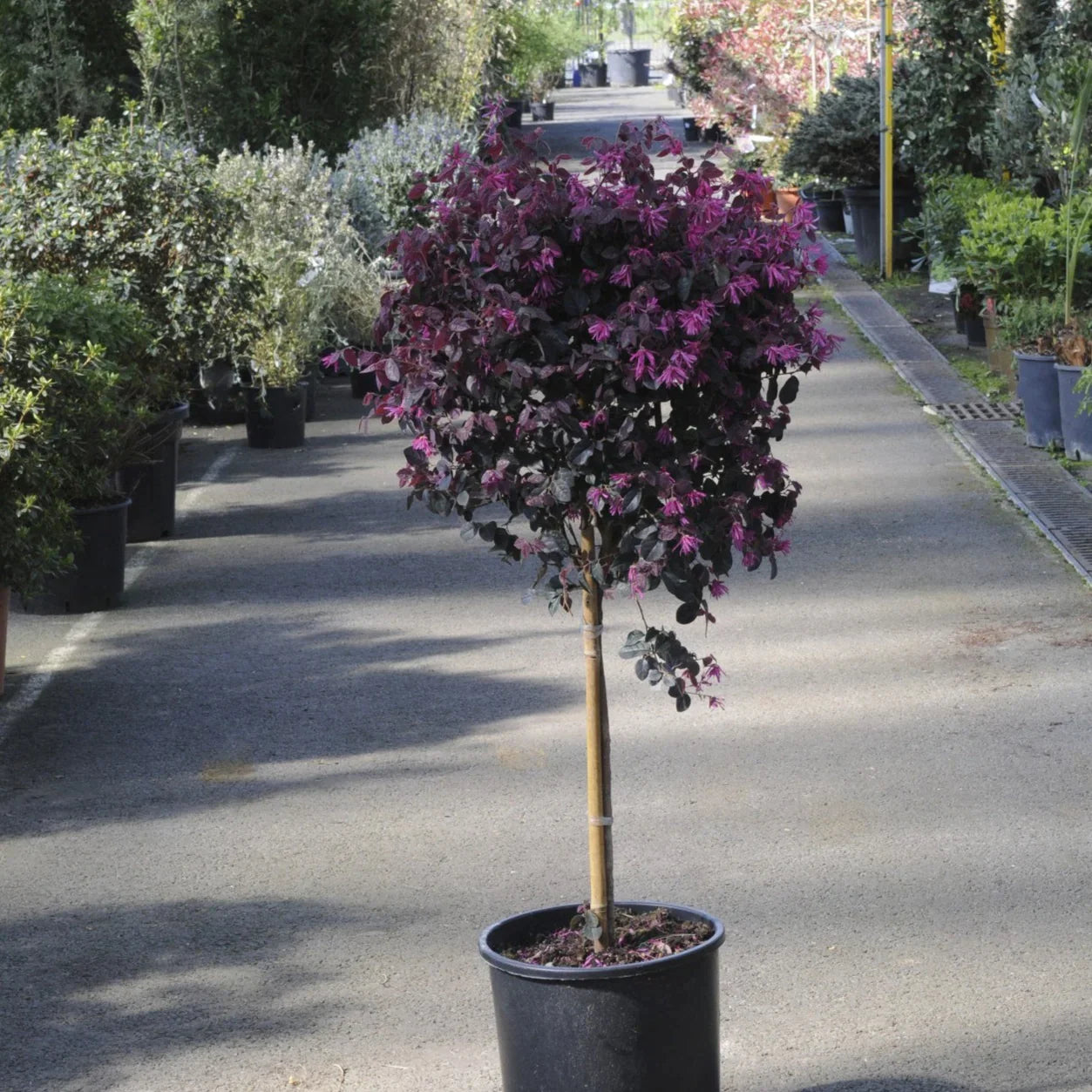 Loropetalum chinense Black Pearl 1.50 - 1.70 m  Loropetalum chinense Black Pearl"