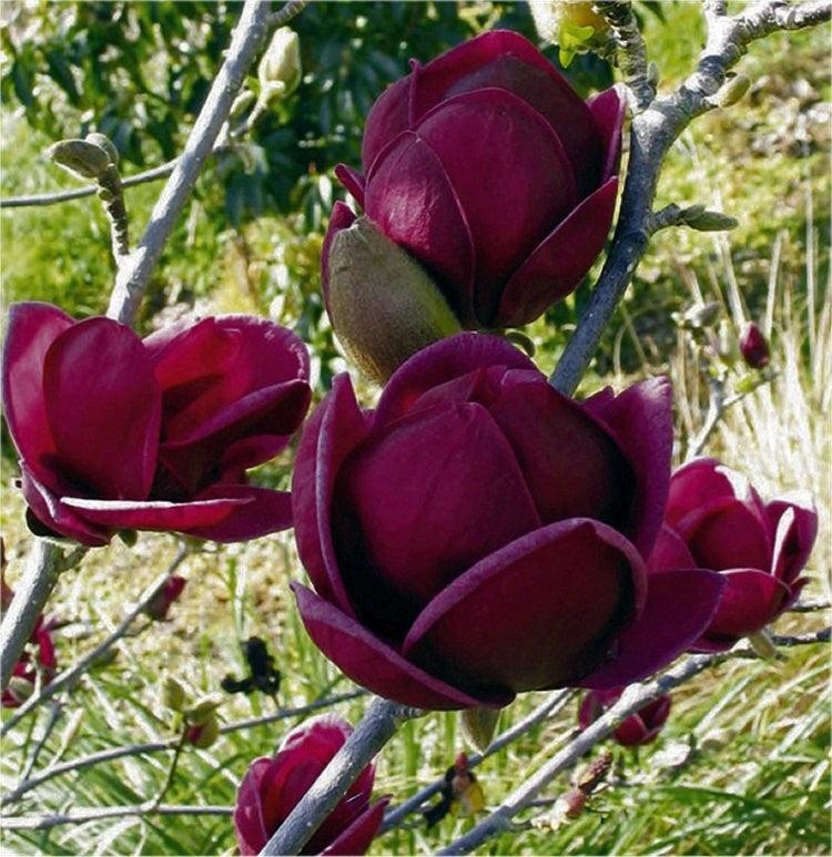 Magnolia Black Tulip" 2.00 - 2.50 m  Magnolia "Black Tulip"