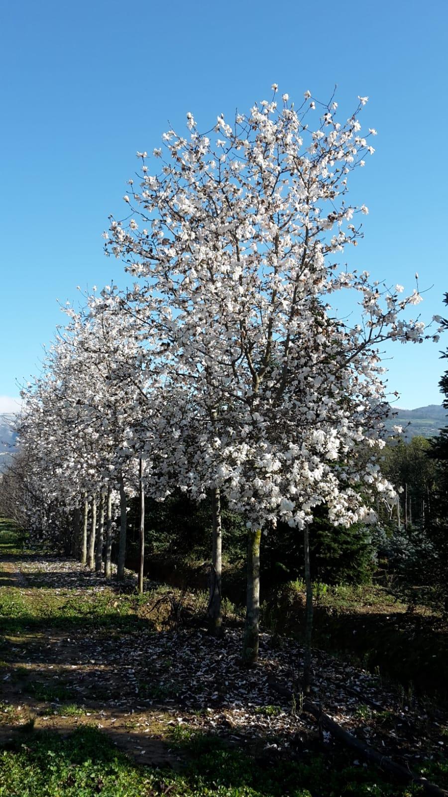 Magnolia stellata arbore  3.00 - 3.50 m  Magnolia stellata