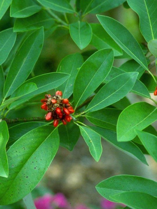 Magnolia virginiana Glauca" arbore 3.00 - 3.50 m  Magnolia virginiana "Glauca"