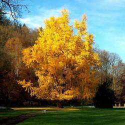 Arborele pagodelor 4.00 - 5.00 m  Ginko biloba