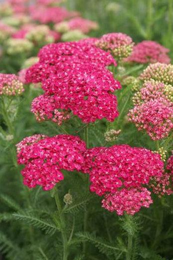 Achillea millefolium Saucy Seduction