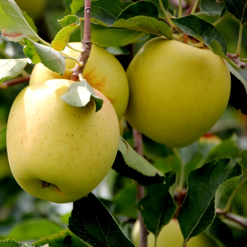 Mar Golden Delicious" 1.80 - 2.30 m  Malus domestica „Golden Delicious”