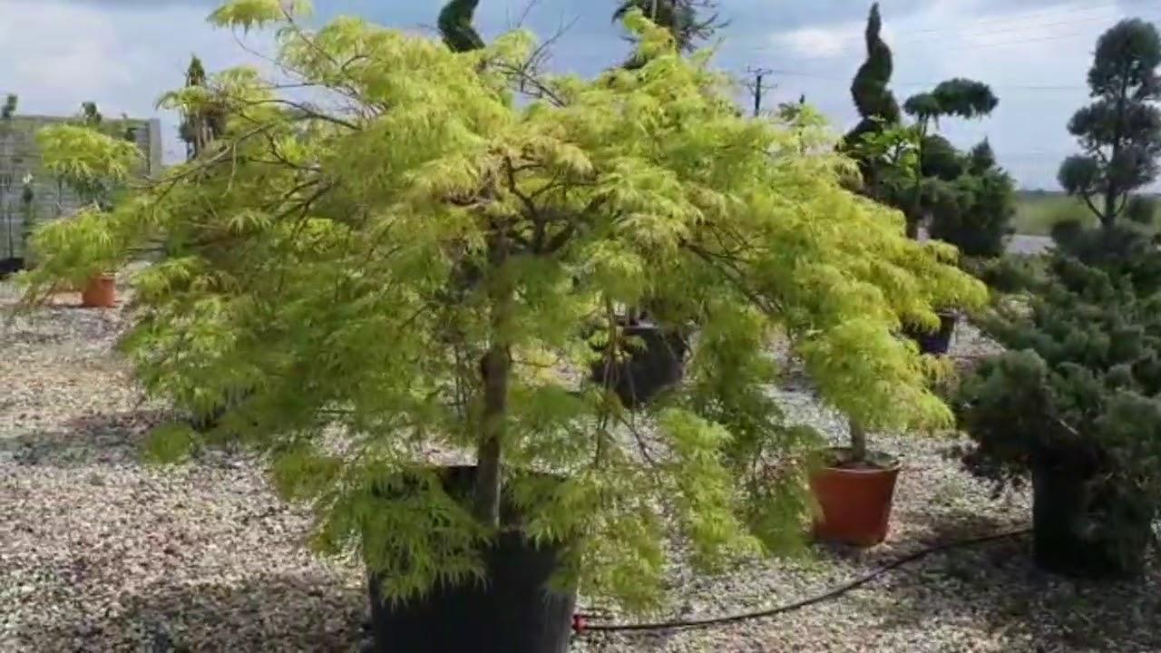 Artar japonez Viridis" 1.70 - 2.00 m  Acer palmatum dissectum  "Viridis"