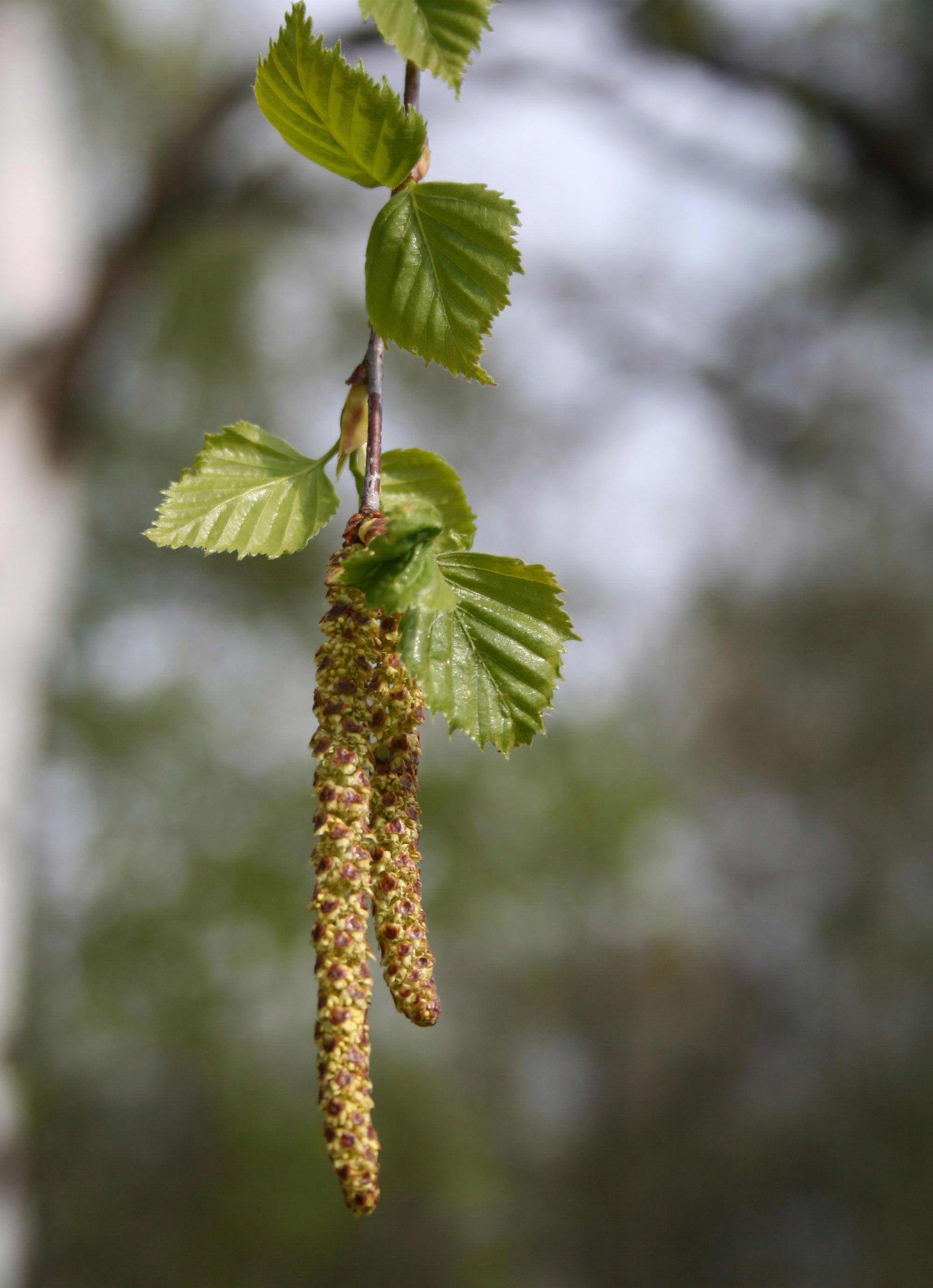 Mesteacan argintiu 3.00 - 4.00 m  Betula pendula