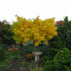 Arborele pagodelor Mariken" 1.50 m  Ginko biloba "Mariken"