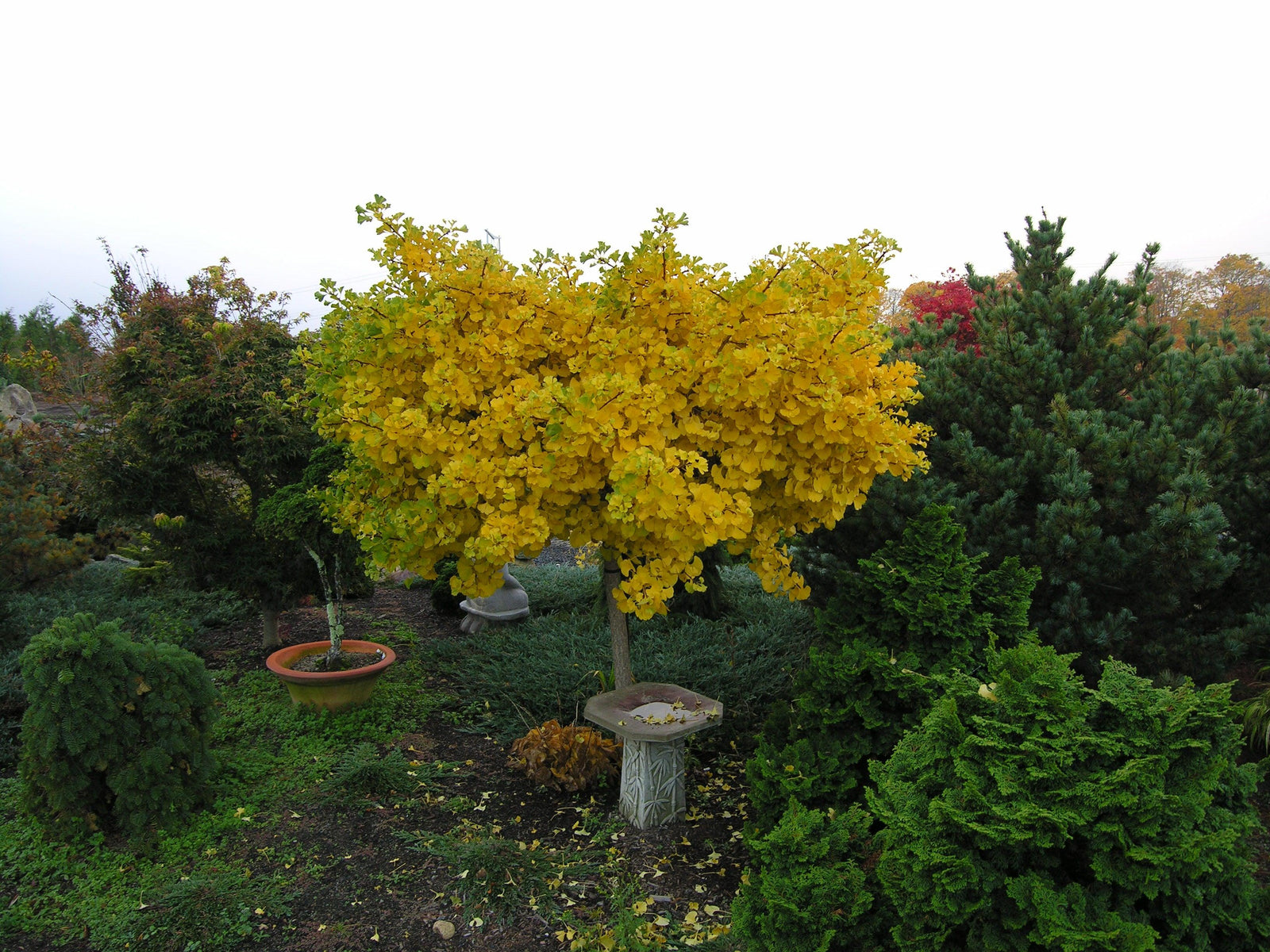 Arborele pagodelor Mariken" 1.50 m  Ginko biloba "Mariken"