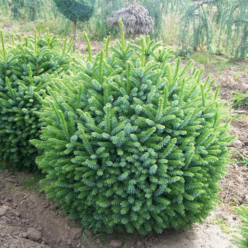 Molid sarbesc Nana" 0.40 - 0.60 m   Picea omorika "Nana"