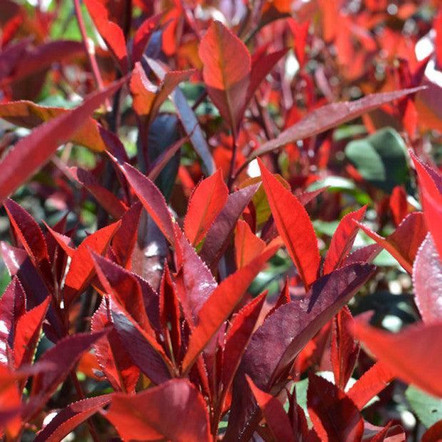 Photinia Carre Rouge" minge 0.80 - 1.00 m  Photinia x fraseri "Carre Rouge"