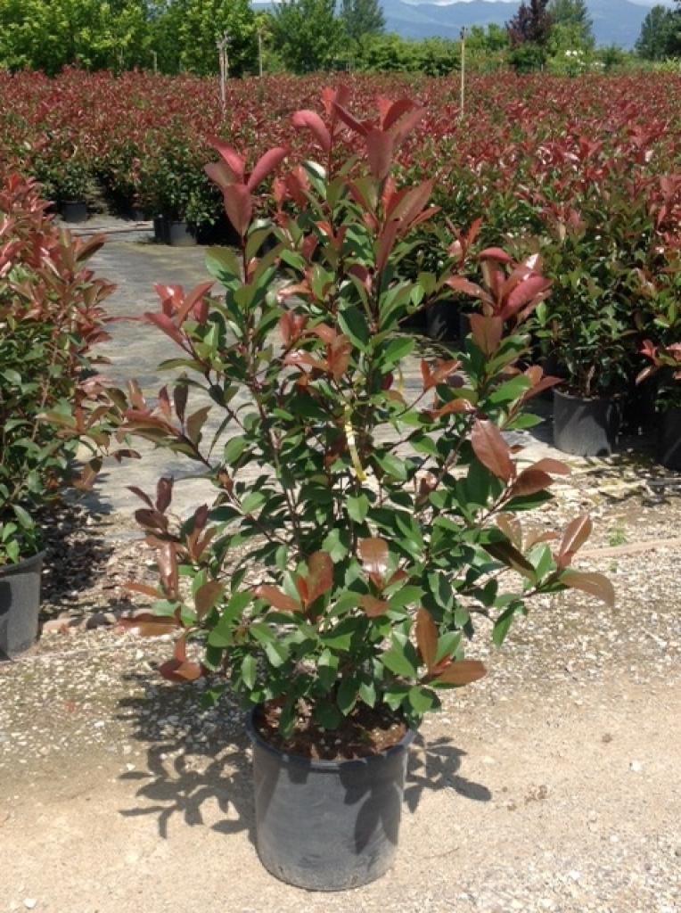 Photinia Red Robin" 1.20 - 1.40 m  Photinia serulata "Red Robin"