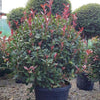 Photinia Carre Rouge" minge 0.80 - 1.00 m  Photinia x fraseri "Carre Rouge"