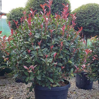 Photinia Carre Rouge" minge 0.80 - 1.00 m  Photinia x fraseri "Carre Rouge"