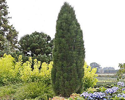 Pin negru Green Tower" 0.50 - 0.70 m  Pinus nigra "Green Tower"