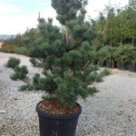 Pin alb japonez Blauer Engel" 0.80 - 1.00 m  Pinus parvifolia "Blauer Engel"