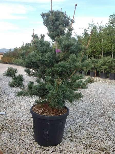 Pin alb japonez Blauer Engel" 0.80 - 1.00 m  Pinus parvifolia "Blauer Engel"