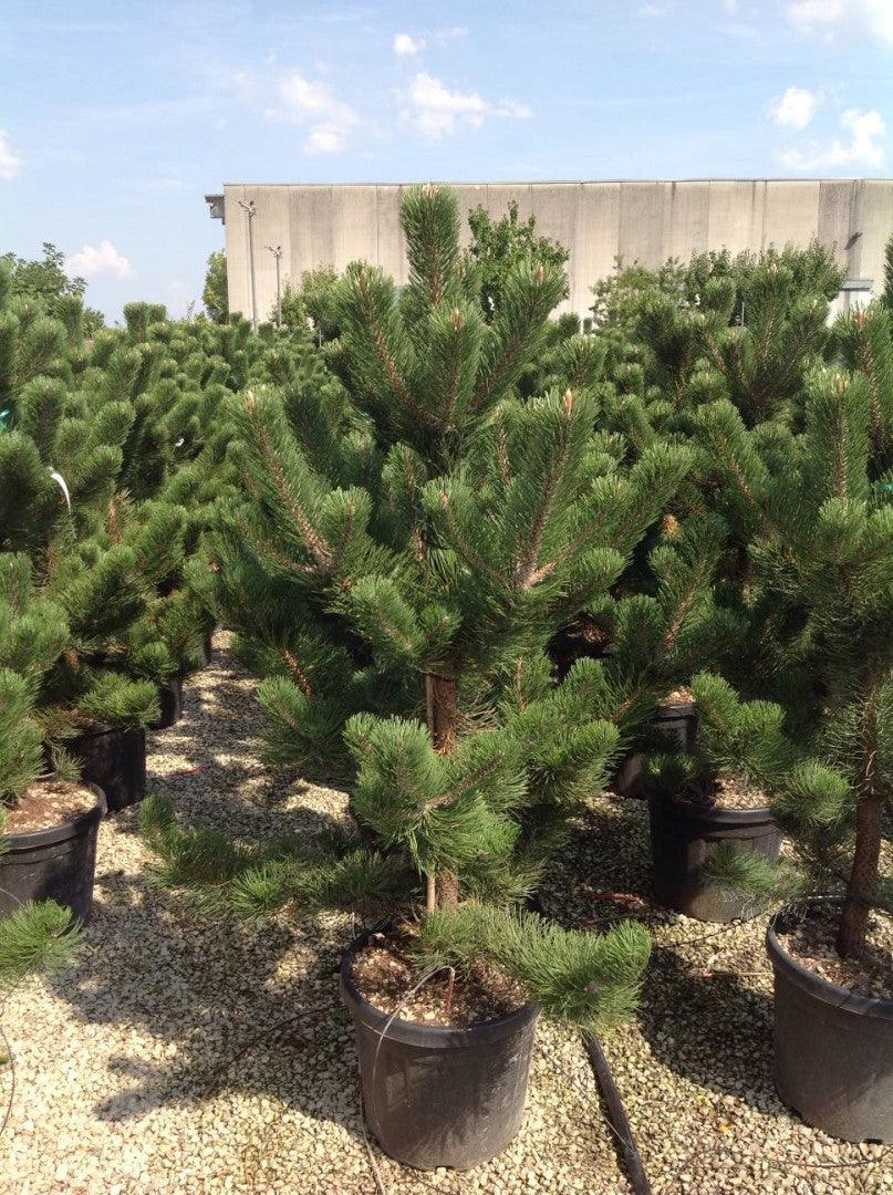 Pin negru Oregon Green" 1.70 - 2.00 m  Pinus nigra "Oregon Green"