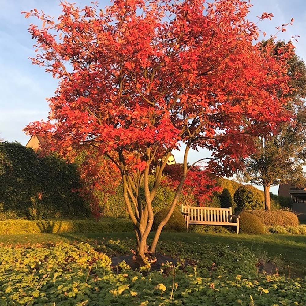 Arbore de stafide 2.00 - 2.50 m  Amelanchier lamarckii