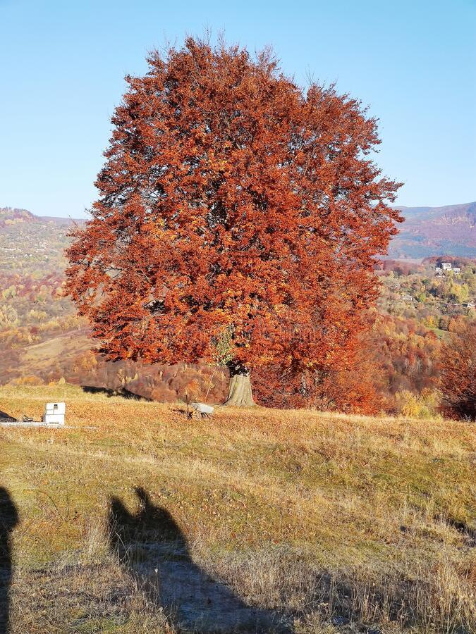 Stejar pedunculat 3.00 - 4.00 m  Quercus robur