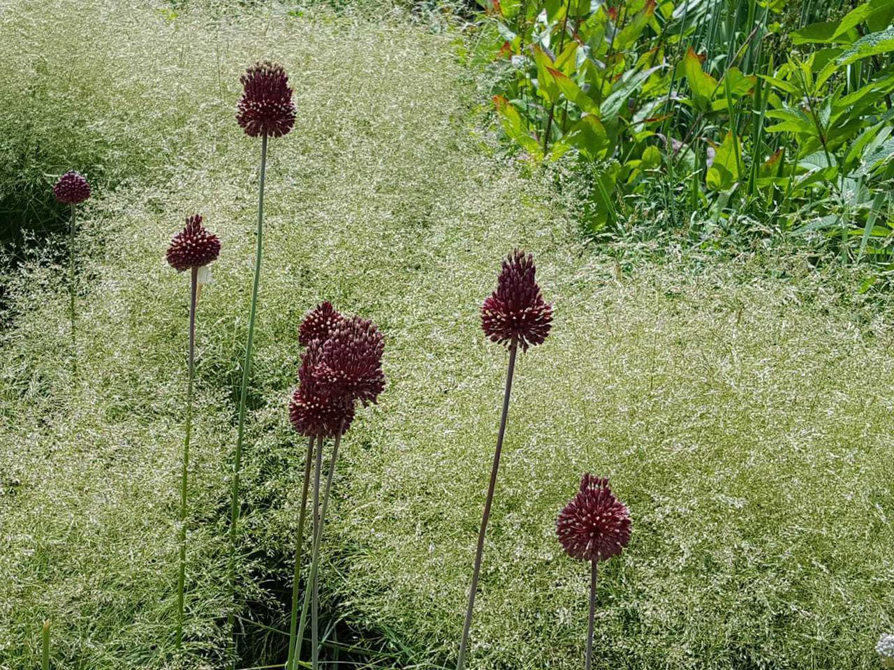 Allium amethystinum Red Mohican