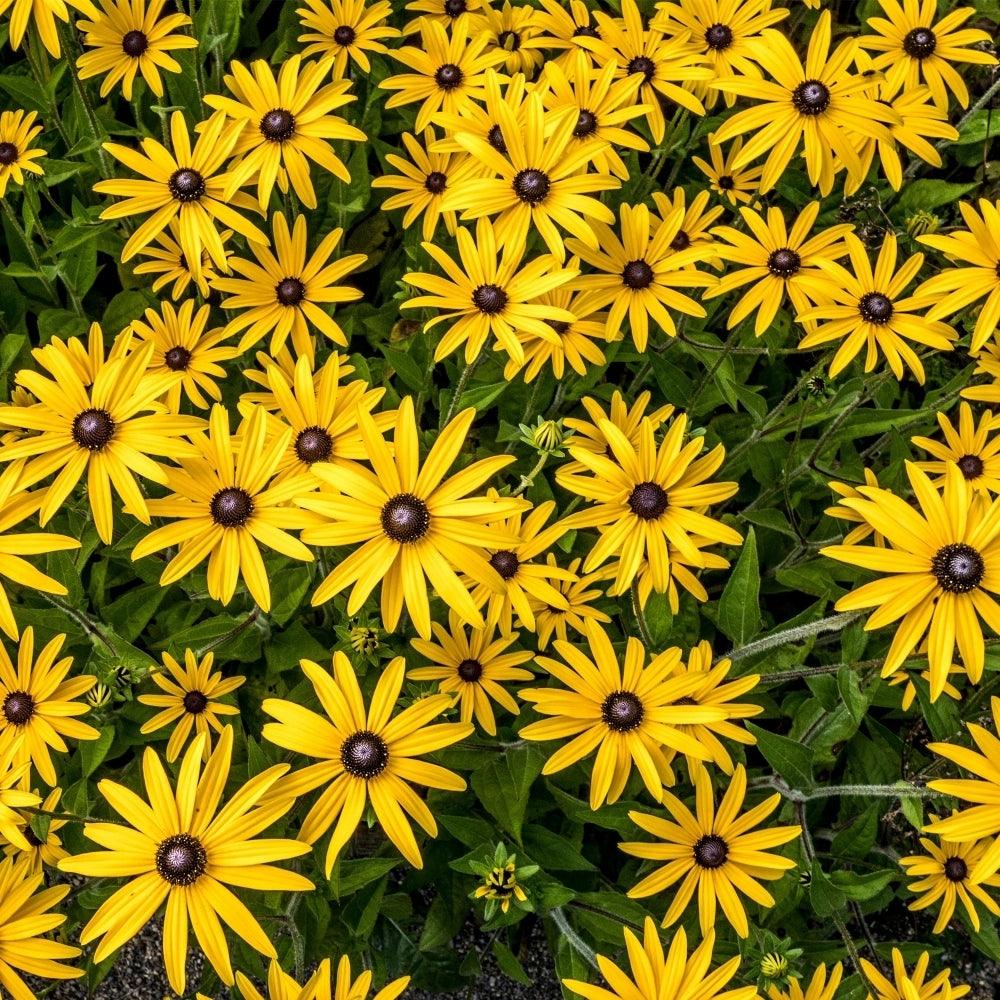 Rudbeckia fulgida Forever Gold’