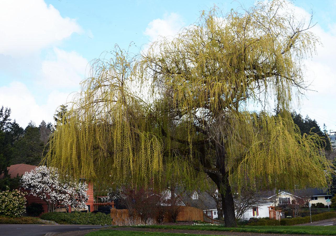 Salcie plangatoare Aurea" 2.50 - 3.50 m  Salix babylonica "Aurea"