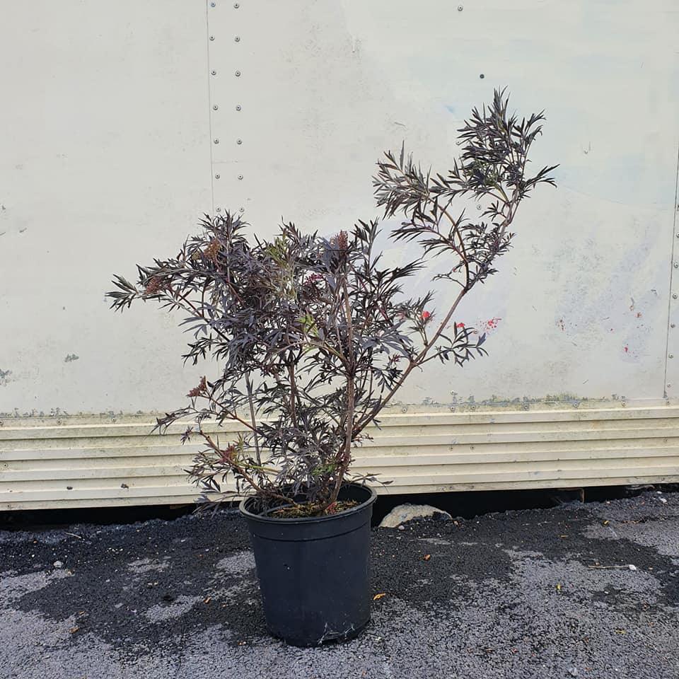 Soc negru Black Lace" 0.80 - 1.20 m  Sambucus nigra "Black Lace"