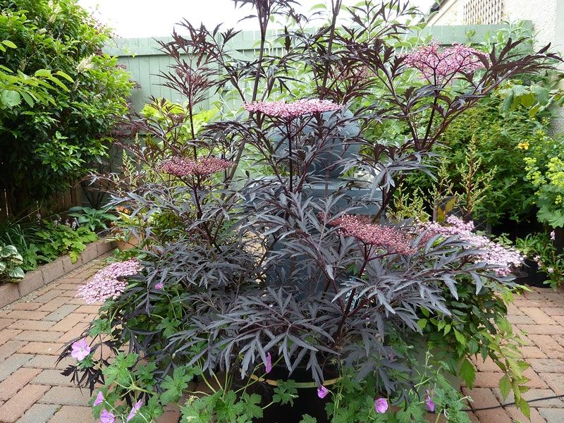 Soc negru Black Lace" 0.80 - 1.20 m  Sambucus nigra "Black Lace"