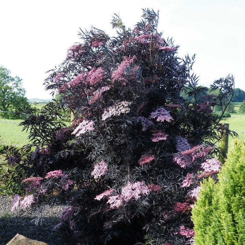 Soc negru Black Lace" 0.80 - 1.20 m  Sambucus nigra "Black Lace"