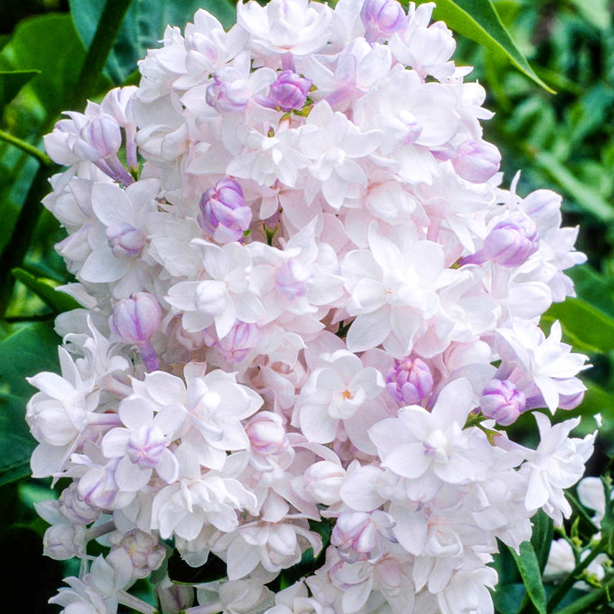 Liliac Beauty of Moscow" 1.20 - 1.50 m  Syringa vulgaris "Beauty of Moscow"