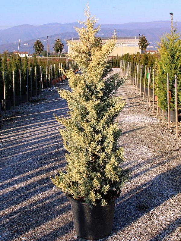 Chiparos de Arizona fastigiat auriu 1.00 - 1.20 m   Cupressus arizonica ‘Fastigiata Aurea’